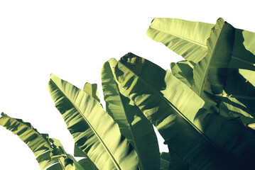 Group of green banana leaves isolated on white background. Tropical greenery  foliage image for minimal zen nature aesthetic background.
