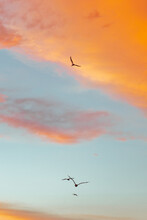 A Vertical Shot Of Bird Silhouettes Flying Under A Cloudy Sky During A Beautiful Sunset - Great For Wallpapers
