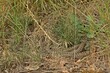 Drei Schlingnattern (Coronella austriaca) beim Sonnenbad