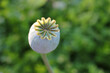 Close-up of single green poppy (Papaver somniferum) seed pods in the garden. Selective focus. Natural blurred background

