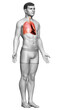 © pixdesign123 - 3d rendered, medically accurate illustration of a male lung anatomy