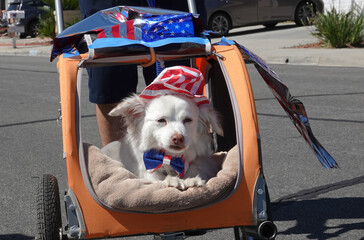 Cute dog in a stroller dressed up for July 4th parade