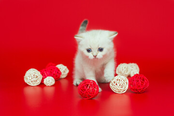 Small, white British kitten