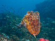 Pharaoh cuttlefish at the coral reef