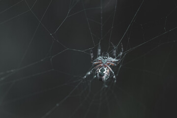 Spider climbing in it's web