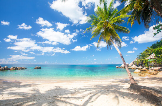 Fototapete - tropical beach with cocnut palm tree