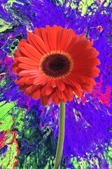 Poster - Gerbera vor buntem Hintergrund