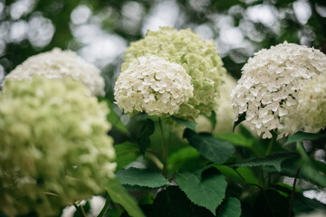 Green and white hydrangeas in a garden