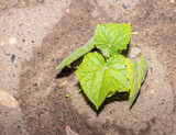 Fototapeta  - green leaf on the ground