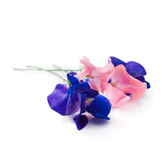 Pink and blue sweet pea flowers isolated on a white background.