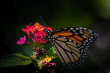 Closeup Of Butterfly On Flowers