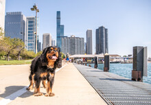Adorable Dog Out For A Walk On Chicago's Beautiful Lakefront Trail, Which Runs For Miles Along Lake Michigan, Passing The Beautiful Downtown Skyline.