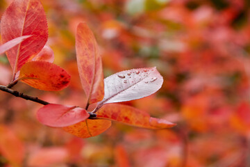 Wall Mural - autumn leaf of maroon color with a drop of rain selective focus