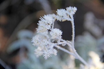 Wall Mural - Snowy plants
