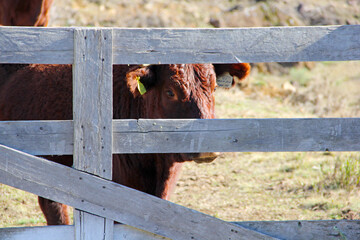 Wall Mural - cow