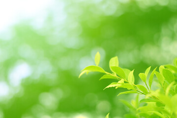 Closeup of Nature view of green leaves that have been eaten by a worm on blurred greenery background in forest. Leave space for letters, Focus on leaf and shallow depth of field.