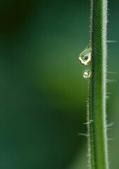 Wall Mural - Dewdrops on the green stem of the plant