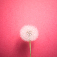 Dandelion Flower On Pink Background