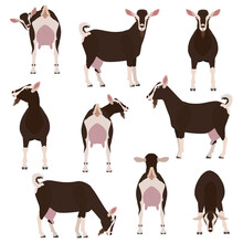 Goat Various Pose Set