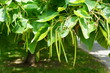 Northern catalpa, a tree with fruits resemblance green beans