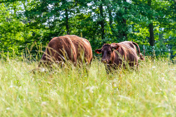 Two cows in green Tennessee farm field grazing on grass and many flies around and trees background shallow depth of field foreground