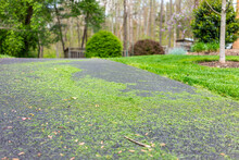 Northern Virginia Colorful Green Spring Or Summer In Fairfax County With Neighborhood In Herndon And Fresh Cut Mowed Green Grass Lawn In Suburbs Low Angle View