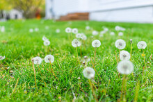 Low Angle View Of Many White Fluffy Dandelion With Seeds Growing On Front Or Back Yard Lawn Grass By Home House In Spring