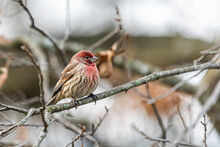 One Single Male Red House Finch Closeup Side View Of Haemorhous Mexicanus Bird Sitting Perched On Tree Branch During Winter In Virginia Looking