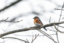 One Single Small Bluebird Female Brown Orange Bird Sitting Perching Closeup On Tree During Winter In Virginia Bare Branch Side View