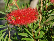 Bottlebrush, Or Melaleuca Citrina Red Flower And Wasps