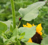 Fototapeta Kuchnia - ladybird on a leaf
