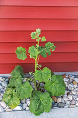 Wall Mural - Hollyhocks Beginning to Bud 