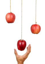 Human Hand Reach To Grab The Hanging Apple Isolated On White Background. Low Hanging Fruit Concept.