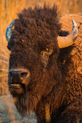 Wall Mural - Closeup shot of a bison during sunset