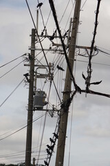 a lot of eerie crows that stop on the electric wire 2 電線に集まる沢山の不気味な黒いカラス