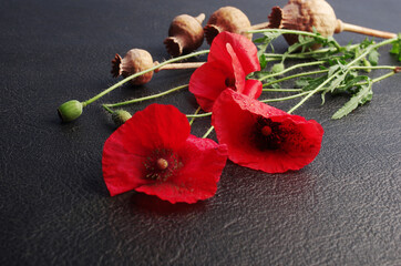 Canvas Print - Red poppy flowers and poppy heads on a black background.