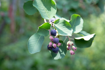 honeysuckle berries hang on a branch on a green natural background