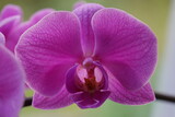Fototapeta Storczyk - Phalaenopsis