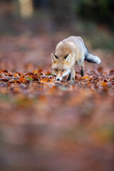 Wall Mural - Red fox, Vulpes vulpes The mammal is running in the dark forest Europe Czech Republic Wildlife scene from Europe nature. young male