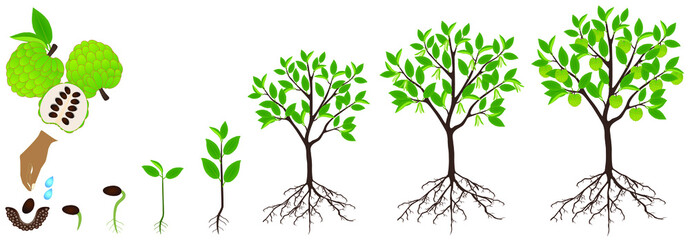 Poster - Cycle of growth of cherimoya Annona cherimola plant on a white background.