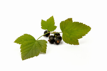 Wall Mural - black currant with green leaves on a branch on a white background