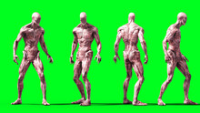 Scary Monster Isolate On Green Screen. 3d Rendering.
