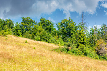 Wall Mural - meadows on the hill of mountain in summer. idyllic landscape on a sunny day. beech and spruce trees 