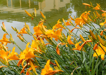 Canvas Print - (Hemerocallis cultorum) Grünanlage mit kleine Gruppe von orange Taglilien 'Aten' um einen Teichrand gepflanzt