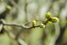 A Branch Of Linden With Partially Opened Buds On The Background Of Green Foliage Blurred In Strong Defocus