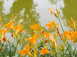 Canvas Print - Hemerocallis cultorum 'Aten' oder Taglilien 'Aten' mit Golgelb bis Teif orange Blütenblättern an den Rand eines ruhigen Gewässers