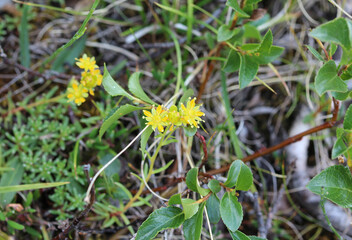 Wall Mural - Saxifraga aizoides flower, also known as yellow mountain saxifrage or yellow saxifrage