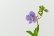 Tiny wild blue/violet spring flowers known as slender speedwell or creeping speedwell isolated on a white background, scientific name Veronica filiformis 
