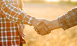 © maxbelchenko - Handshake. Two farmer standing and shaking hands in a wheat field. Agricultural business.