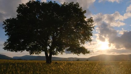 Wall Mural - alone old oak tree at sunset in summer. Sunset light. Green leaves. summer sunny day, landscape